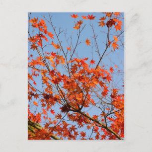 Autumn III Postcard