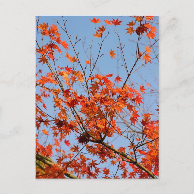 Autumn III Postcard (Front)