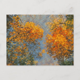 Autumn Impressionism Postcard