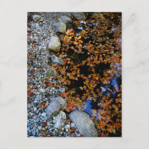 Autumn in Garden Postcard