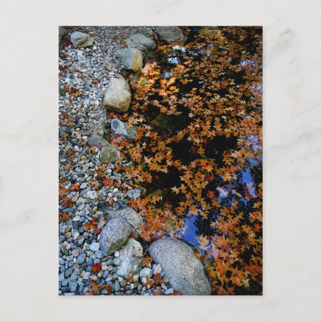 Autumn in Garden Postcard (Front)
