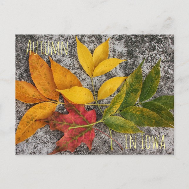 Autumn in Iowa Postcard (Front)