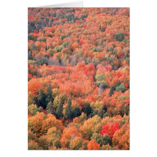 Autumn in Northern Minnesota Card