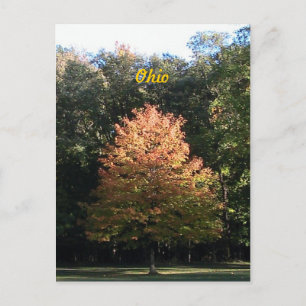 Autumn in Ohio Postcard