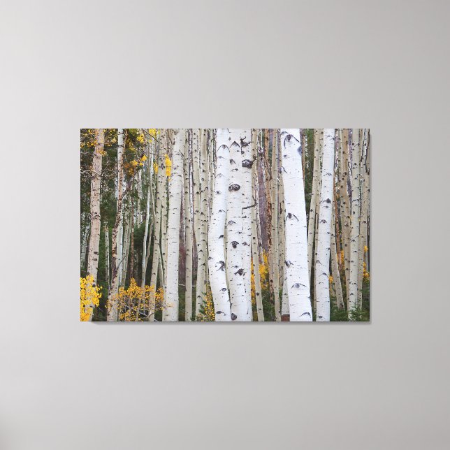 Autumn in the Aspen's Canvas Print (Front)