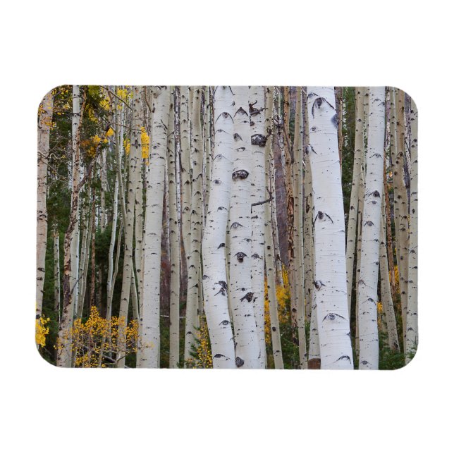 Autumn in the Aspen's Magnet (Horizontal)