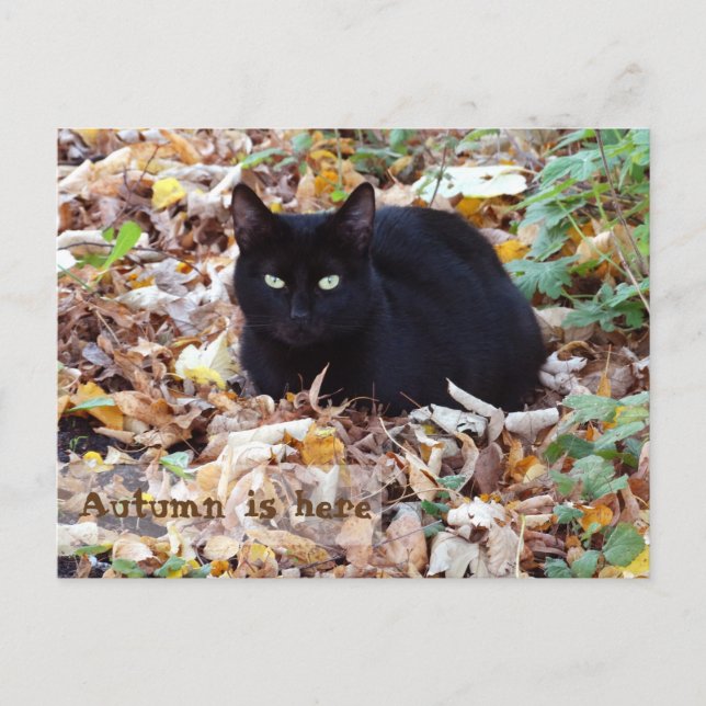 Autumn is here Black Cat Postcard (Front)