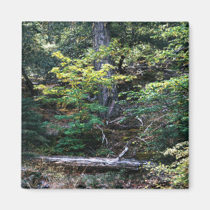 Autumn is here........ magnet