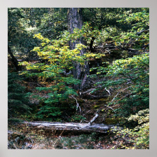 Autumn is here....... poster