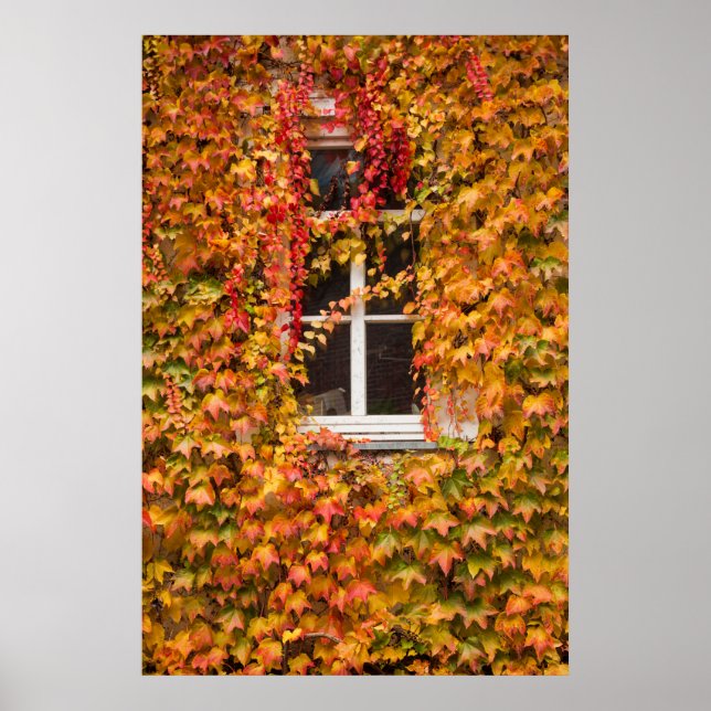 Autumn Ivy Covered Building Poster (Front)