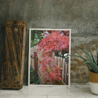 Autumn Japanese Maple Leaves and Bamboo Fence