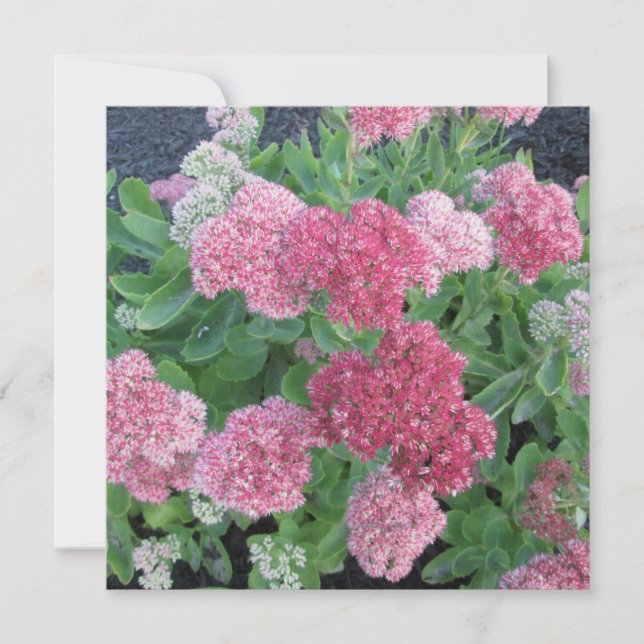 Autumn Joy Sedum Flowering Garden Plant Pink Green Invitation (Front)