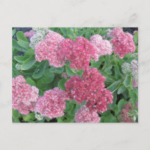 Autumn Joy Sedum Flowering Garden Plant Pink Green Postcard