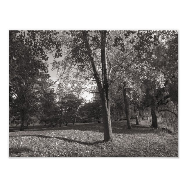 Autumn Landscape, Bute Park, Cardiff Photo Print (Front)