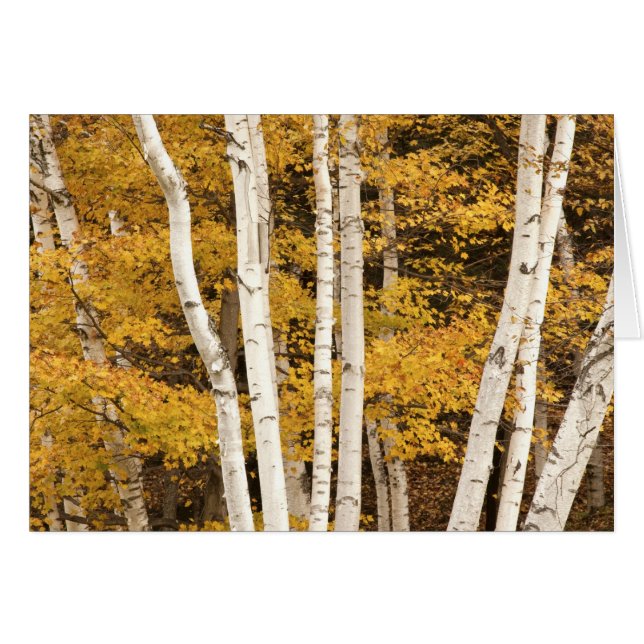 Autumn landscape, Vermont, USA (Front Horizontal)