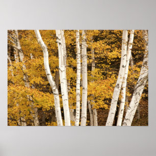 Autumn landscape, Vermont, USA Poster
