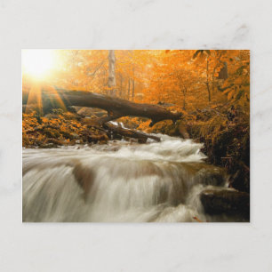 Autumn landscape with trees, river and sun postcard