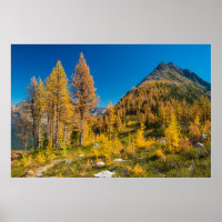 Autumn Larches at Easy Pass