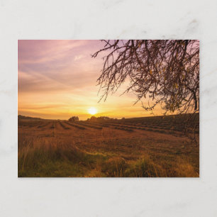 Autumn lavender field on sunset postcard