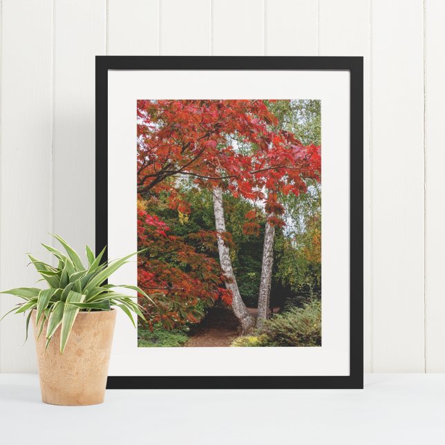 Autumn Leaf Color Photographic Poster (In Situ Framed)