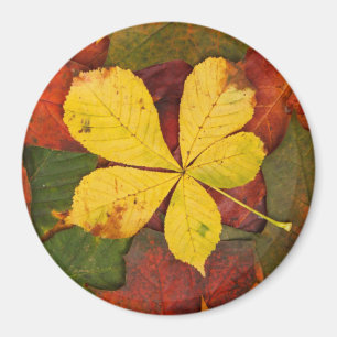 Autumn Leaf Magnet