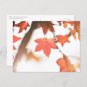 Autumn Leaf Nature Photo Postcard