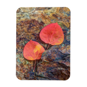 Autumn leaf on rock, California Magnet