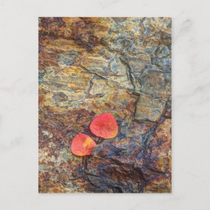Autumn leaf on rock, California Postcard