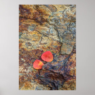 Autumn leaf on rock, California Poster