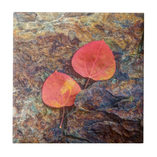 Autumn leaf on rock, California Tile (Front)
