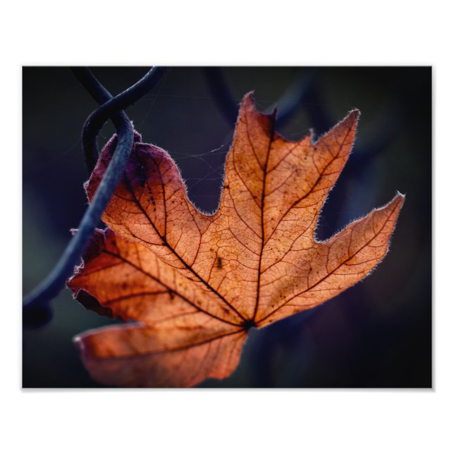 Autumn Leaf Photo Enlargement (Front)