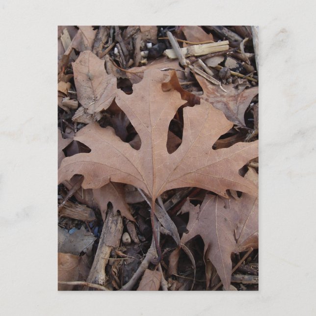 Autumn Leaf Postcard (Front)