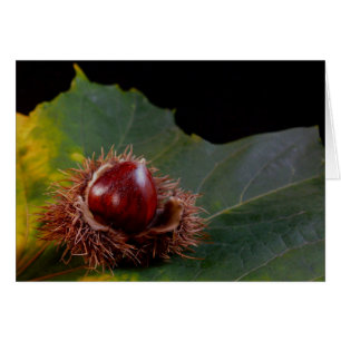 Autumn Leaf With Nut Note Card