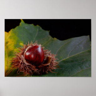 Autumn Leaf Wth Nut Poster