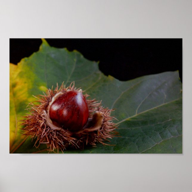Autumn Leaf Wth Nut Poster (Front)