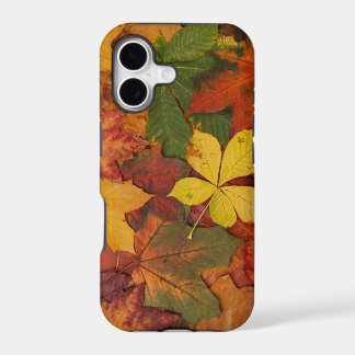 Autumn Leaves