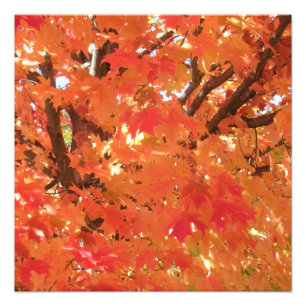 Autumn Leaves 1 Photo Print