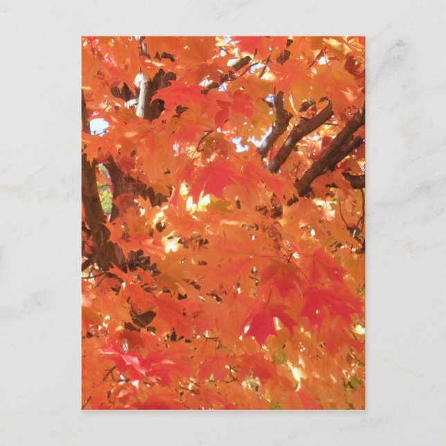 Autumn Leaves 1 Postcard (Front)