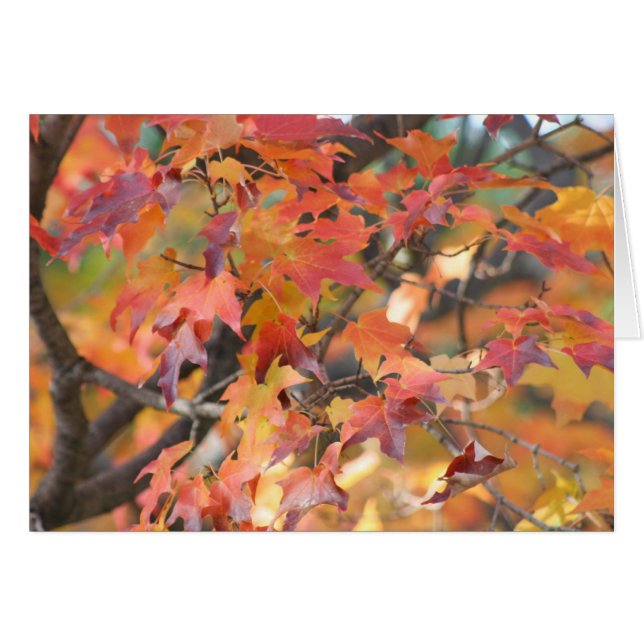 Autumn Leaves 3 (Front Horizontal)