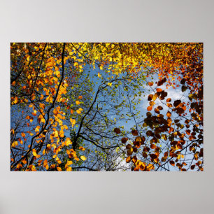 Autumn leaves against a blue sky poster