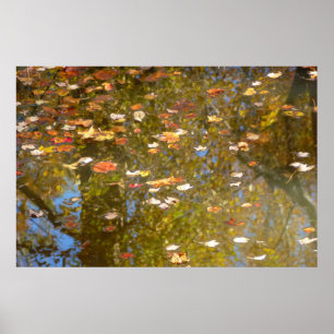 Autumn Leaves and Stream Reflection at Greenbelt Poster