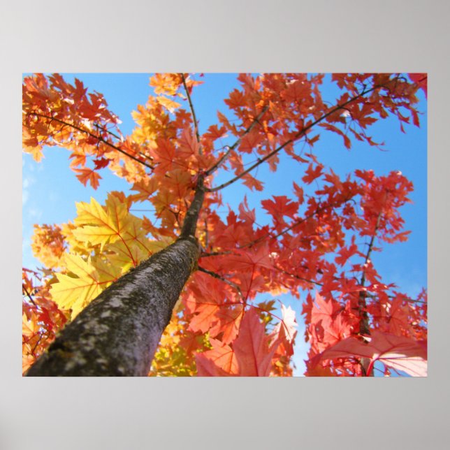 Autumn Leaves art prints Colourful Fall Tree (Front)
