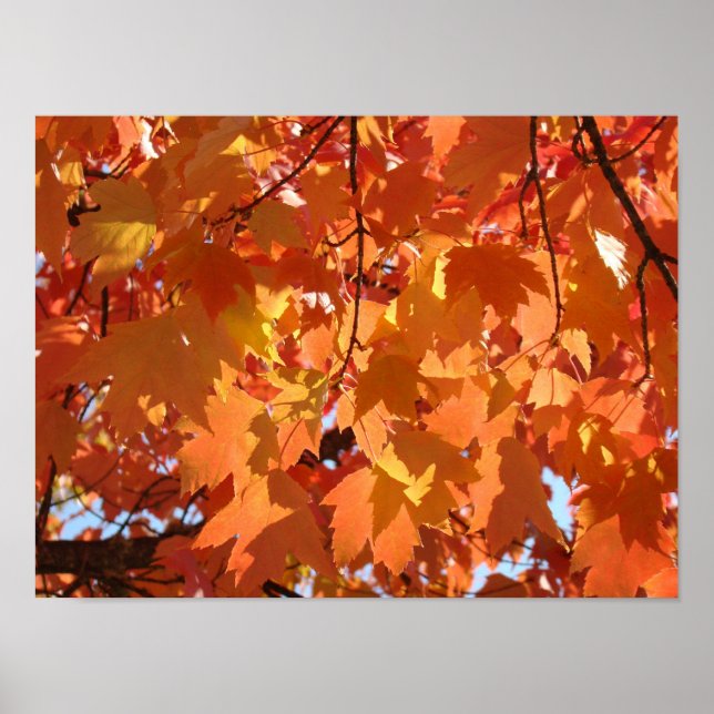 Autumn Leaves art prints Orange Fall Tree Leaves (Front)