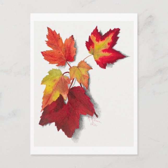 Autumn Leaves Botanical Illustration Postcard (Front)