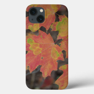 Autumn Leaves iPhone 13 Case