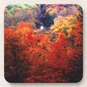 Autumn Leaves Changing Colour Coaster