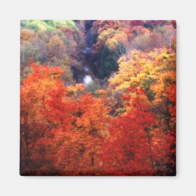 Autumn Leaves Changing Colour Magnet (Front)