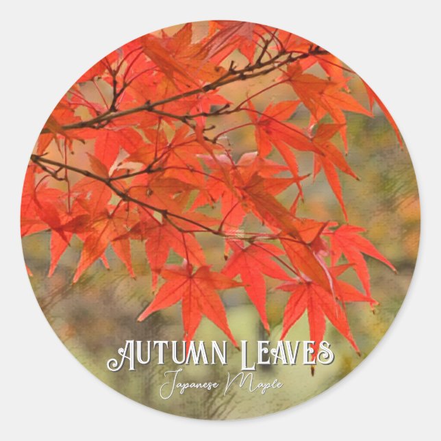 Autumn Leaves Classic Round Sticker (Front)