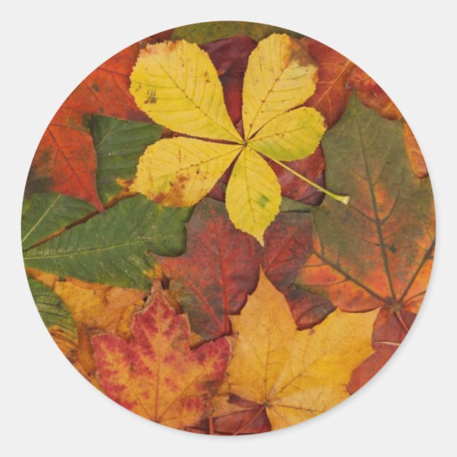 Autumn Leaves, Colourful Leaves, Leaf, Laves, Fall Classic Round Sticker (Front)