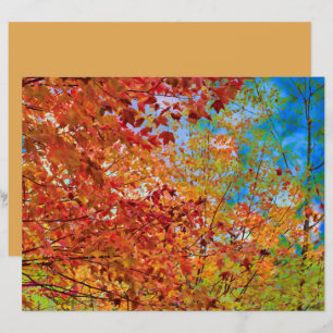 Autumn Leaves Colourful Orange Fall Themed Blue Sk